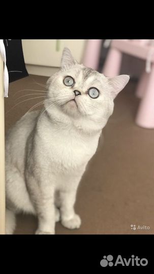 Шикарный кот (вязка)