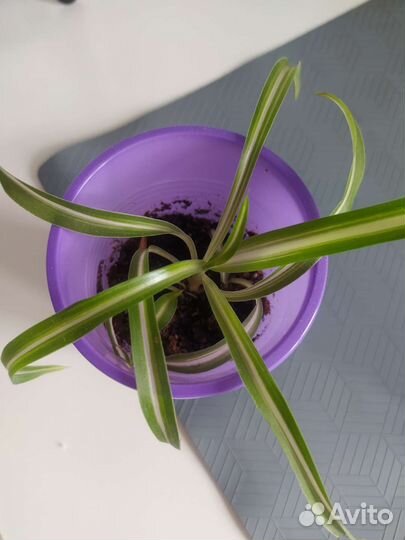 Хлорофитум кудрявый