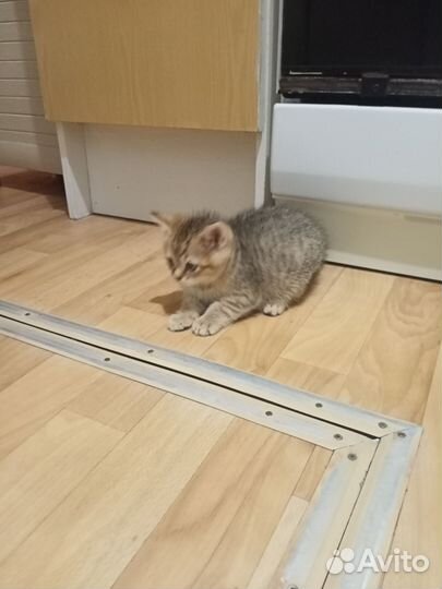 Кошка в дар