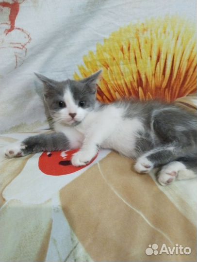 Котенок девочка