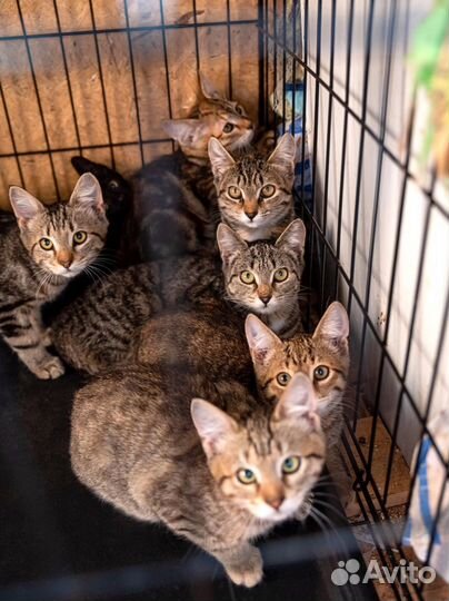 Интересные котята)