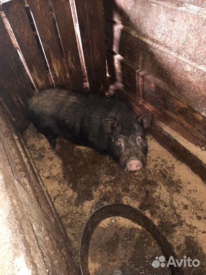 Вьетнамский вислобрюхий хряк