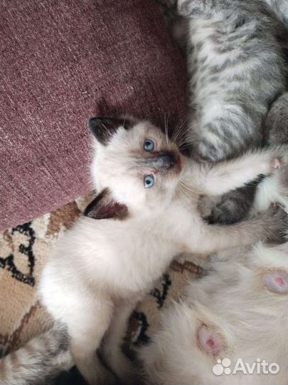 Кошка