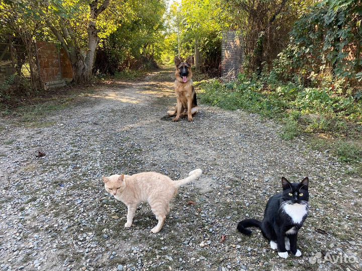 Дрессировка собак с передержкой