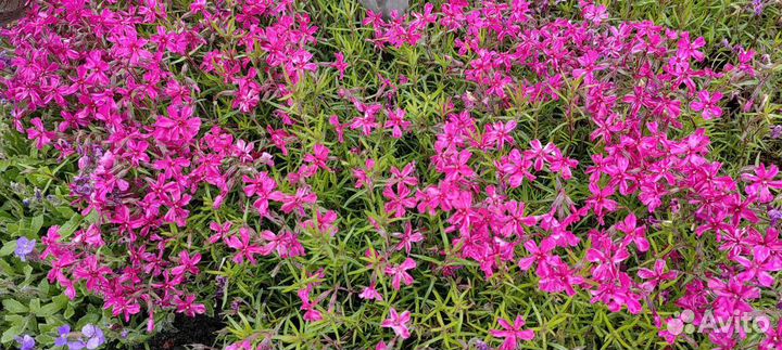 Камнеломка, флокс шиловидный