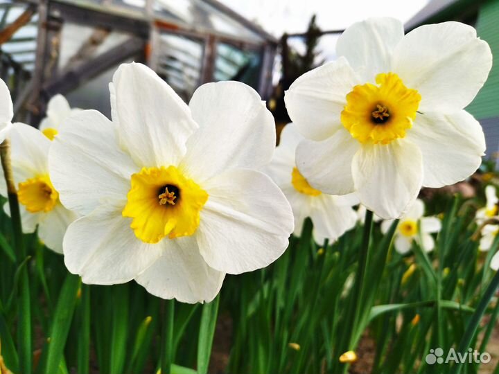Луковицы нарциссов