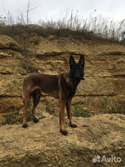 Малинуа Вязка