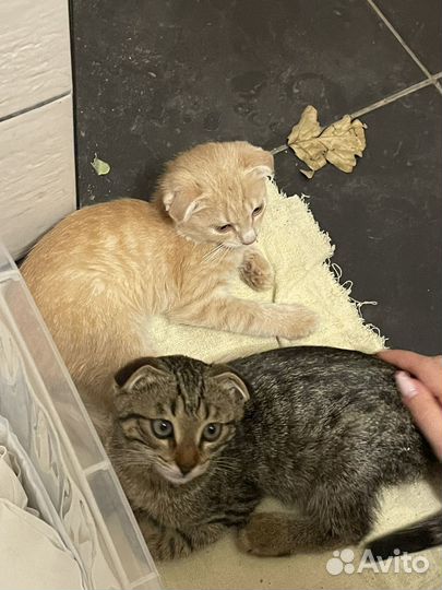 Котята в добрые руки мальчики