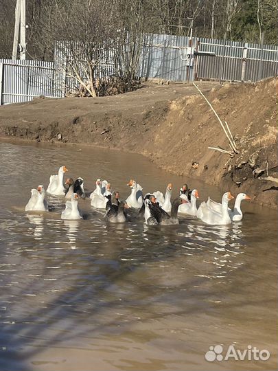 Живые гуси