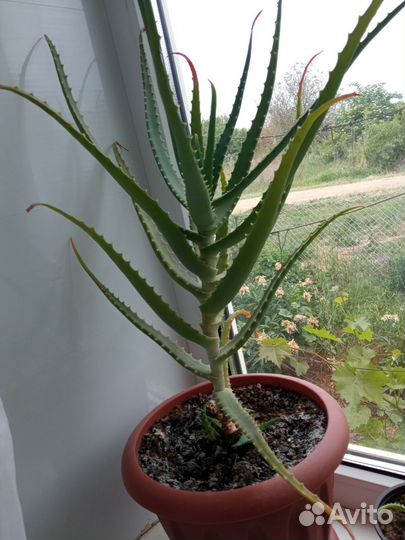 Алоэ древовидный