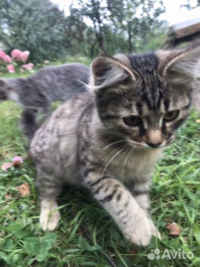 Кошечка в добрые руки