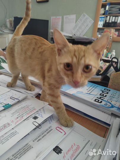 Отдам в добрые руки красавчика котика