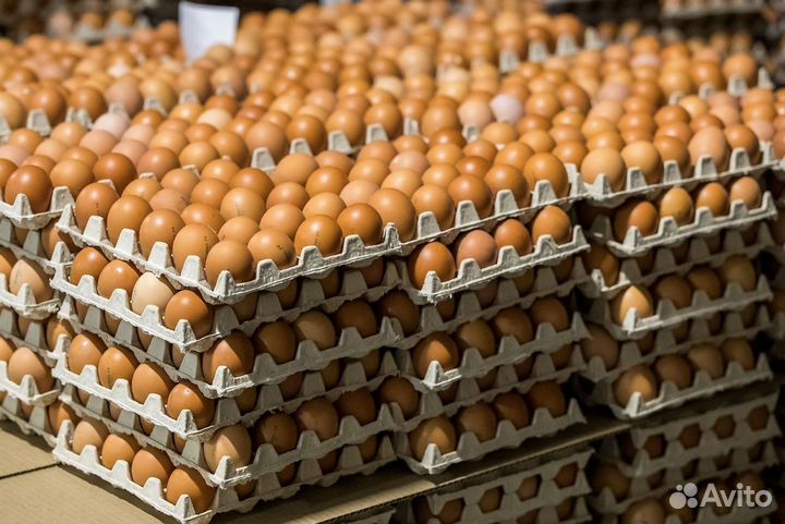 Невинномысск Оператор яйцесклада вахта с питанием