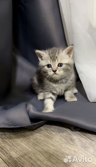 Шотландские котята