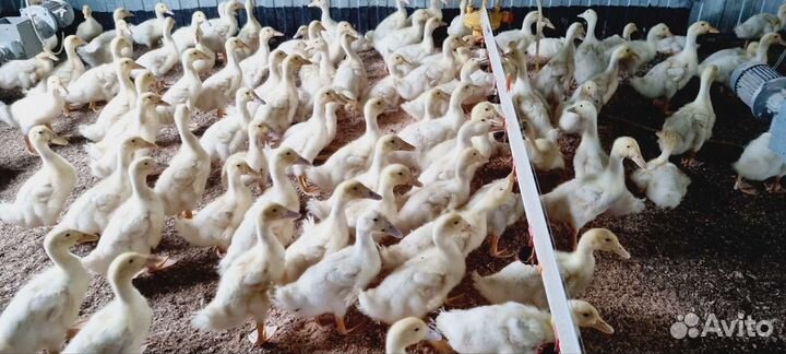 Утята черри велли Английской породы