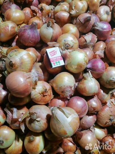 Чеснок, лук