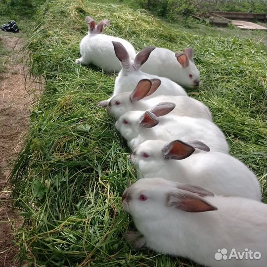 Колифорнийские кролики на племя