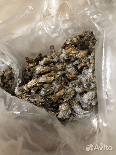 Сверчки домовые замороженные