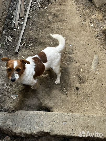 Джек Рассел терьер