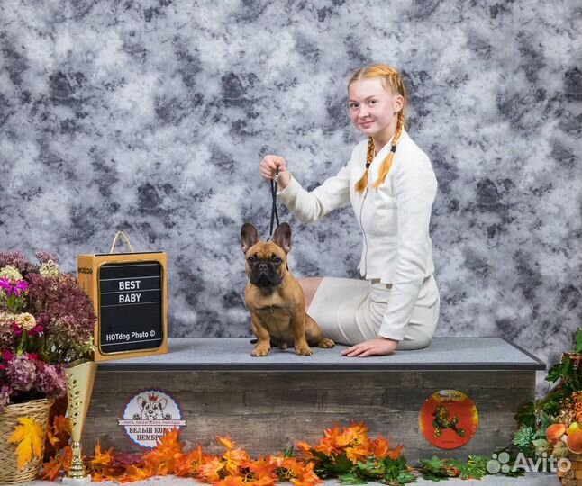 Хендлер, услуги кинолога с выездом