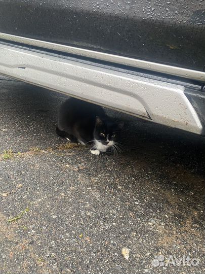 Бездомная кошка