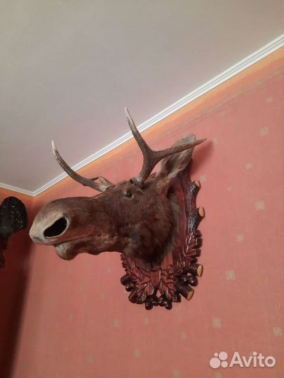 Чучело головы лося