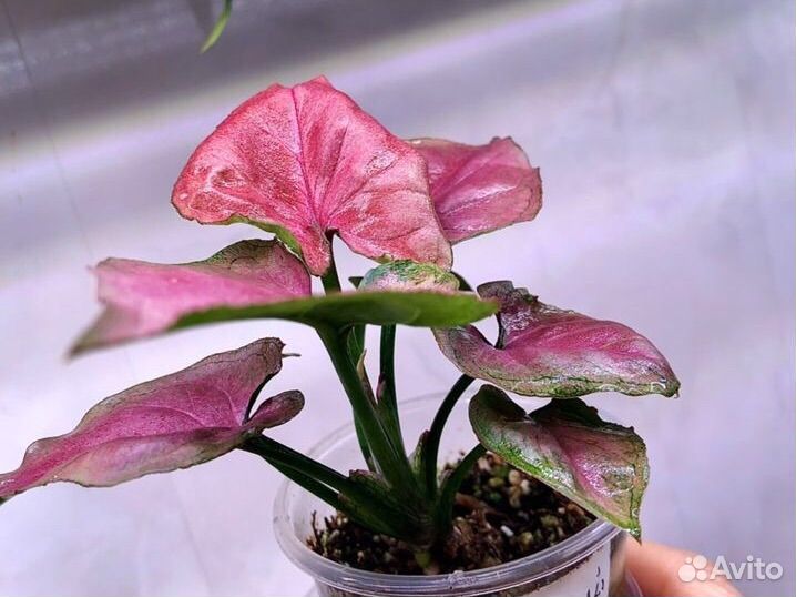 Сингониум малиновый крем