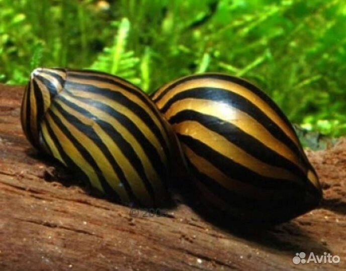 Улитка неретина зебра Аквариумные рыбки и растения