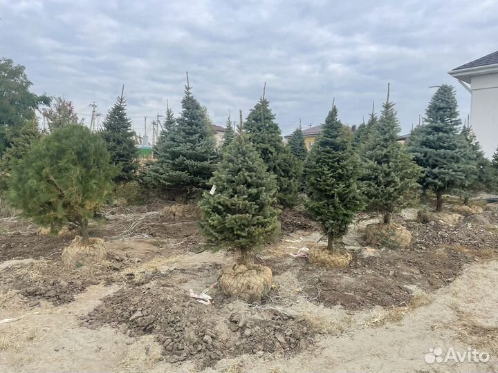 Ель голубая