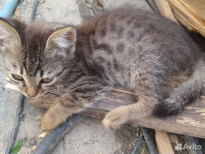 Кошка в дар бесплатно