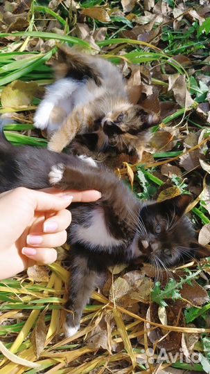 Отдам В добрые руки