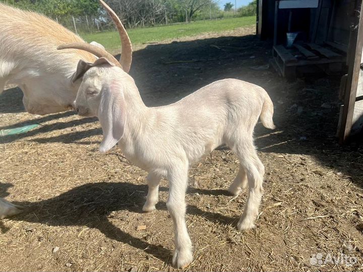 Козлята нубо-камори