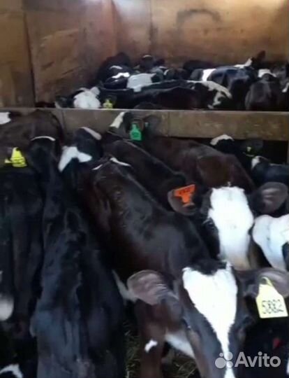 Бычки мясного направления