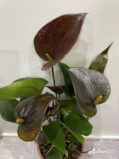 Антуриум Шоколад 12/40 см