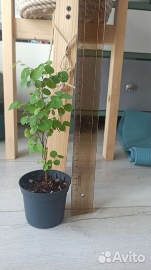 Брейния снежная (Breynia nivosa)