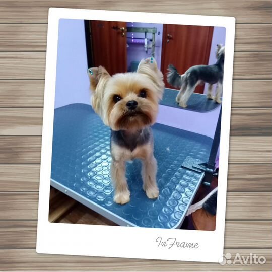 Стрижка собак и кошек/Груминг