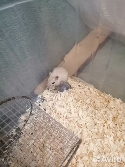 Монгольская песчанка
