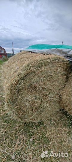 Сено в рулонах