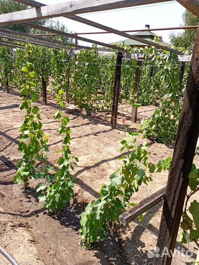 Саженцы винограда однолетние на осень 2023 г