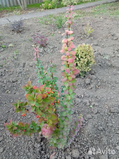 Барбарис тунберга Эректа