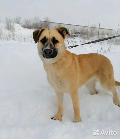 Собака Кристи