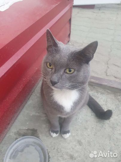 Найден кот
