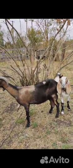 Нубийские козы