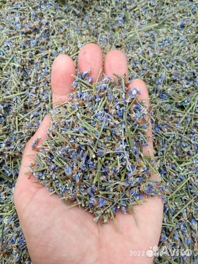 Лаванда сухоцвет