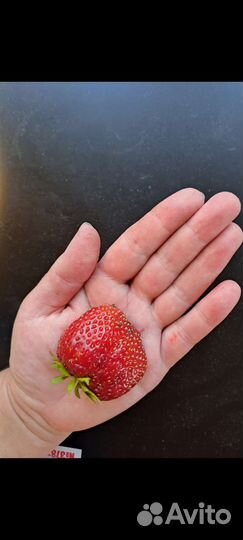 Рассада клубники укорененная