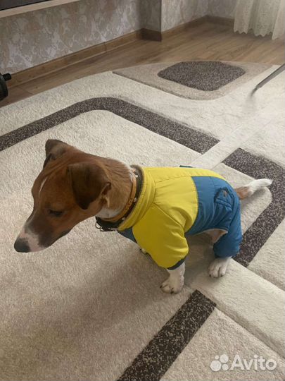 Одежда для щенка