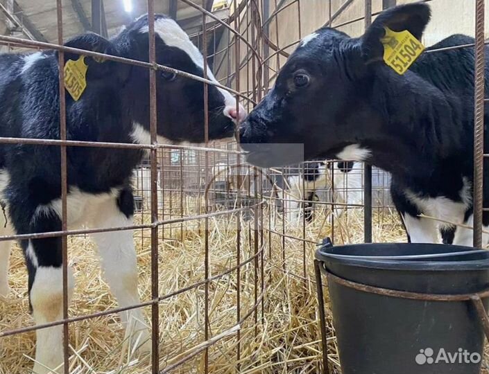 Бычки, телята на корм