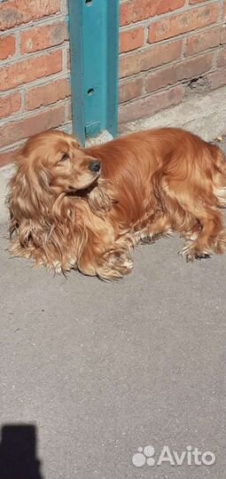 Вязка.Кокер спаниель