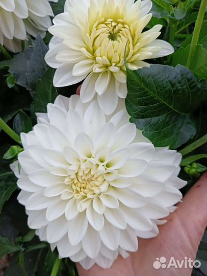 Вегетативные георгины/ низкорослые