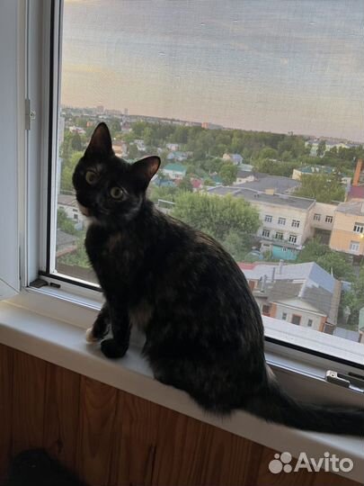 Кошечка в добрые, ответственные руки